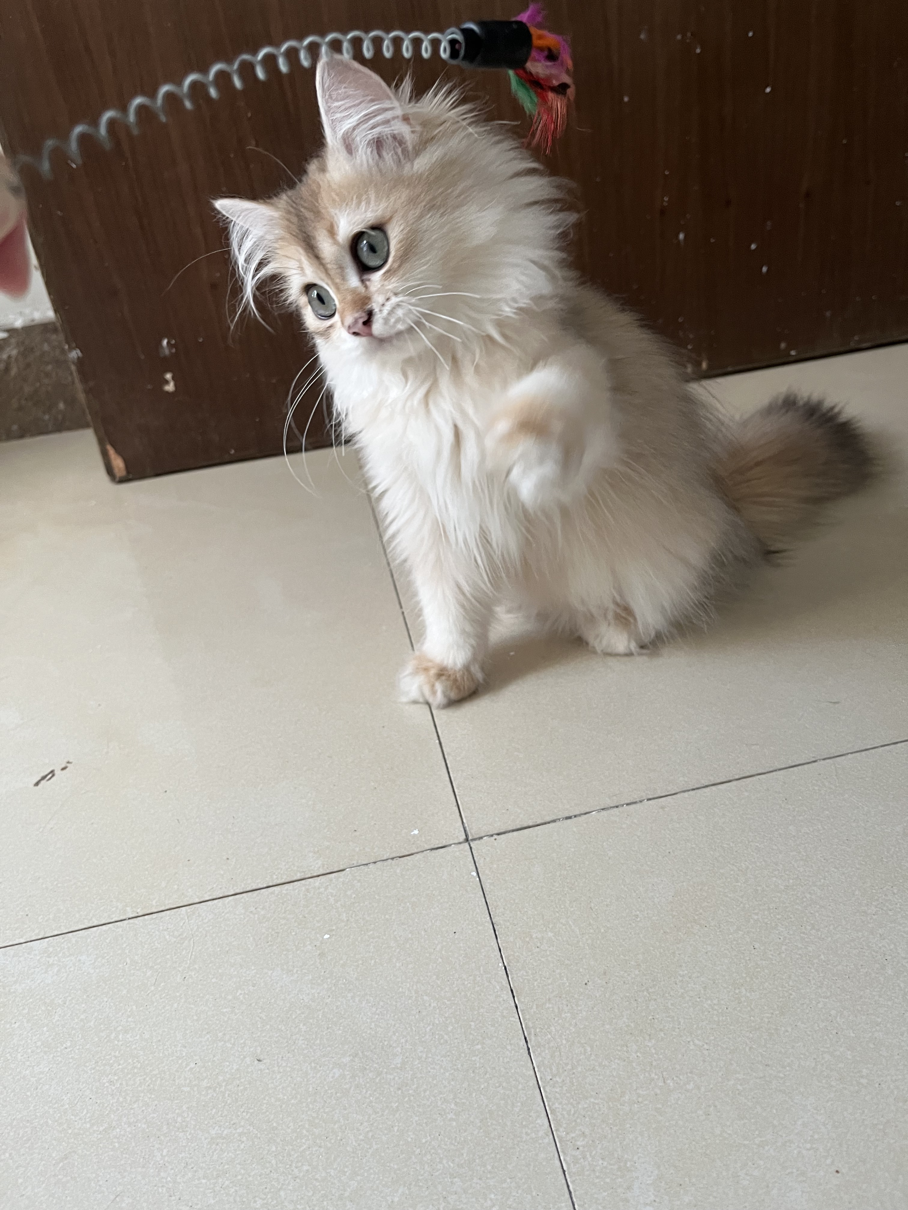 长毛金渐层英国长毛猫